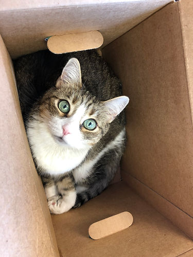 abbey in a box.jpeg