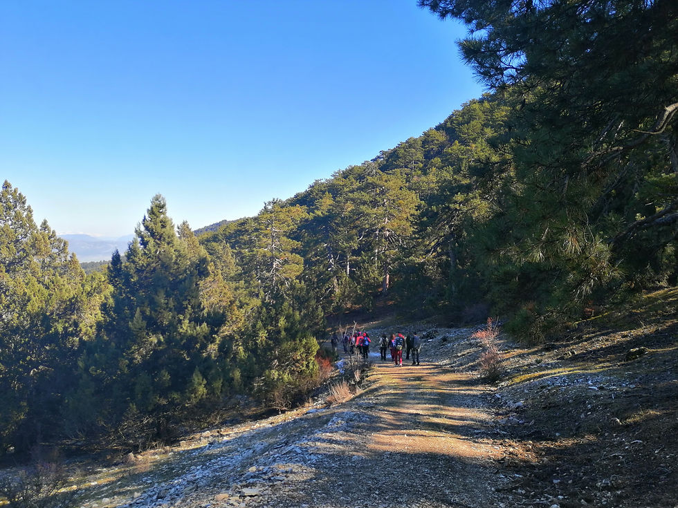 Tota Yaylası Anıt Karaçamlar Yürüyüşü