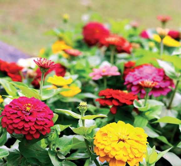 Elmalı Yıldız Çiçekleri Gezisi 