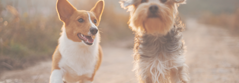 Dog Friends_edited_edited_edited_edited.