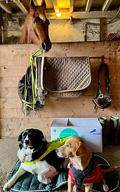 Mes collègues : Raven, Rio & Kasim