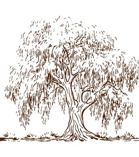 willow.png