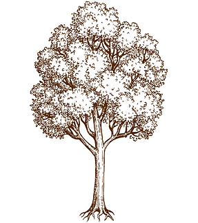 maple.png