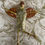 Thumbnail: Gold Guardian Angel