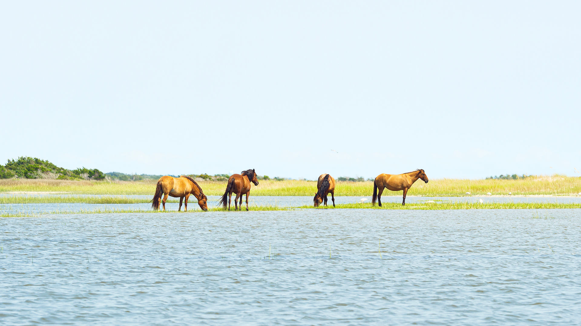 A herd of horses in the Rachel Carson Reserve in Beaufort, NC.