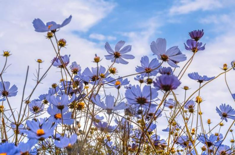 Playwicki Farm Spring Fling