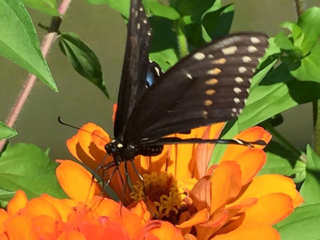 The Awakening: A Buttefly's Transformation