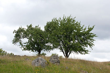Zwei grüne Laubbäume auf einer Wiese mit Steinen und Wildblumen unter einem bewölkten Himmel.