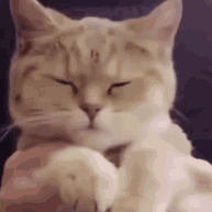 a_9ba8d5166ffa0fe161901b5c6d5e217e.gif