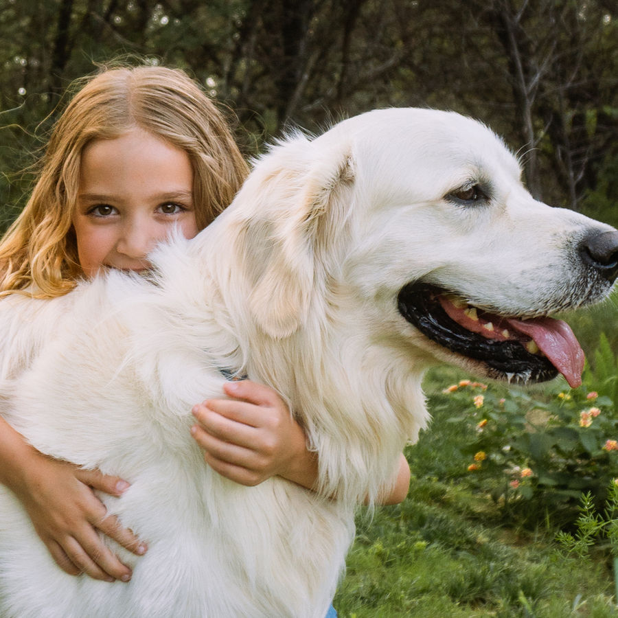 Family-raised purebred Golden Retrievers in the Texas Hill Country ready for new homes this summer