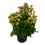 Thumbnail: Kalanchoe