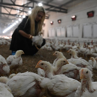 Kadın girişimcinin tavuk çiftliği kurma hayali devlet desteğiyle gerçeğe dönüştü