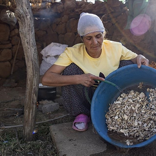 Köylülerin kengerden ürettiği sakızın kilogramı 5 bin liradan alıcı buluyor