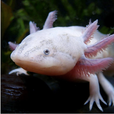 Axolotl