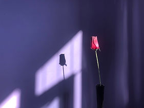 Shadow of a Rose - Jean Robinson.jpeg