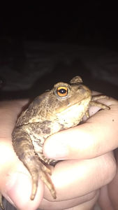 Mr Toad - Suzanne.jpg