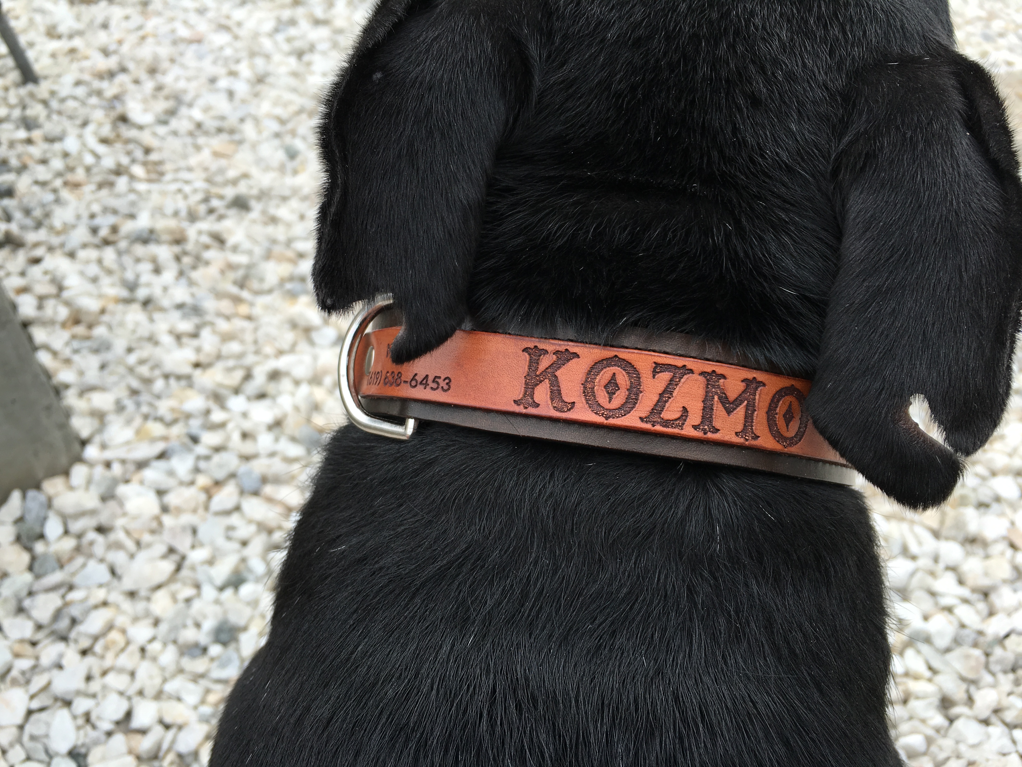 Dog Collars