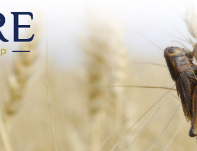 aspire - cricket.png