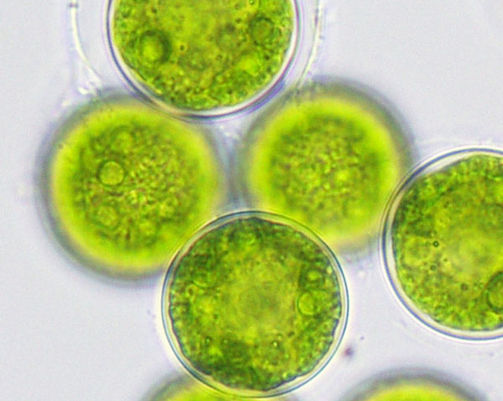 algae-dish-600.jpg