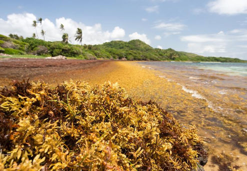large-quantities-sargassum-seaweed-lay-ashore-martinique-large-quantities-sargassum-seawee