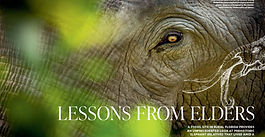 What an 'Elephant Graveyard' Teaches Us About Climate Change