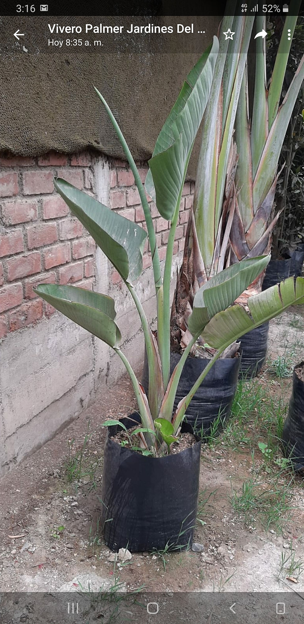 Miniatura: Palmera viajera strelitzia