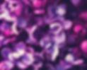 Blume.JPG