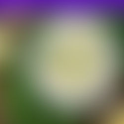 Instant Pot: Perfect Hard Boiled Eggs