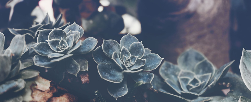 Succulents