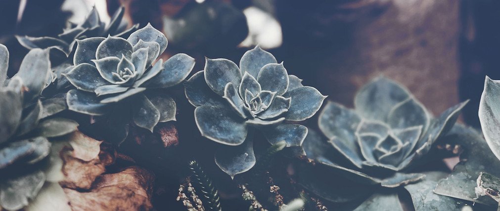 Succulents