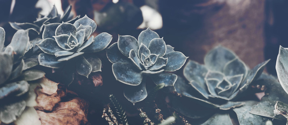 Succulents