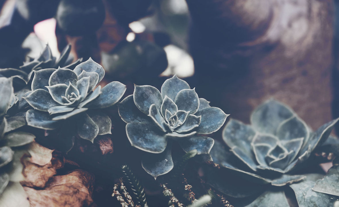 Succulents