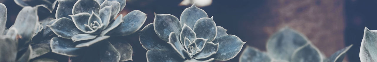 Succulents