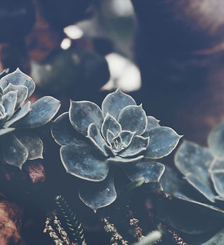 Succulents
