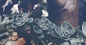 Succulents