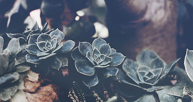 Blue Succulent Plants
