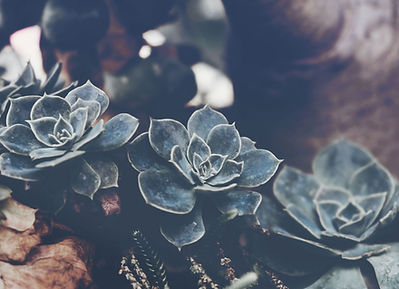 Succulents