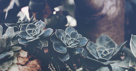 Succulents