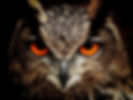 owl-bird-eyes-eagle-owl-86596.jpeg