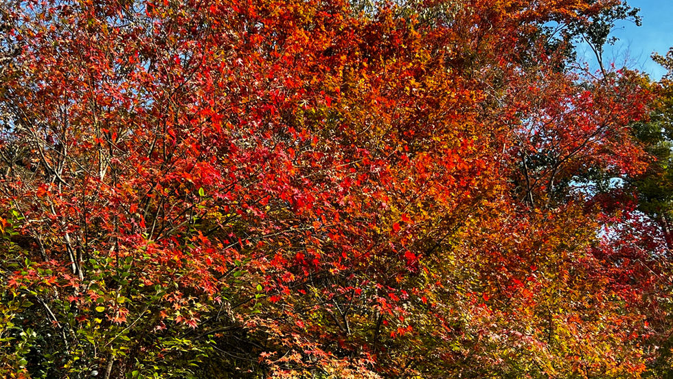 When the Clocks Go Back: How Shorter Days Can Impact Your Mood (and What You Can Do About It)