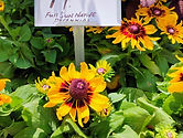 A picture of a full-sun native perennial, available at Green Planet Scapes Nursery in Austin, TX