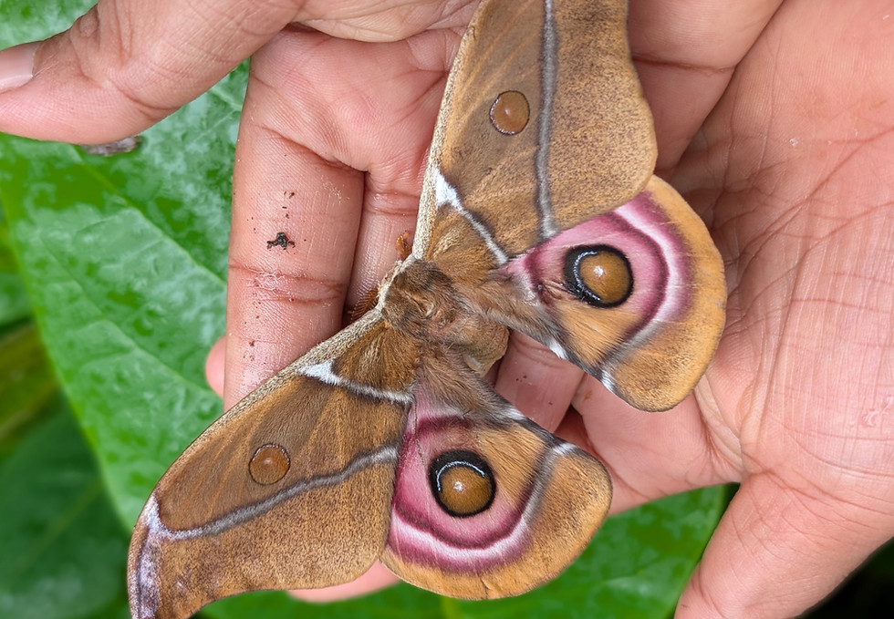 CPALI_Kramer_Antherina_suraka_moth_edited_edited.jpg