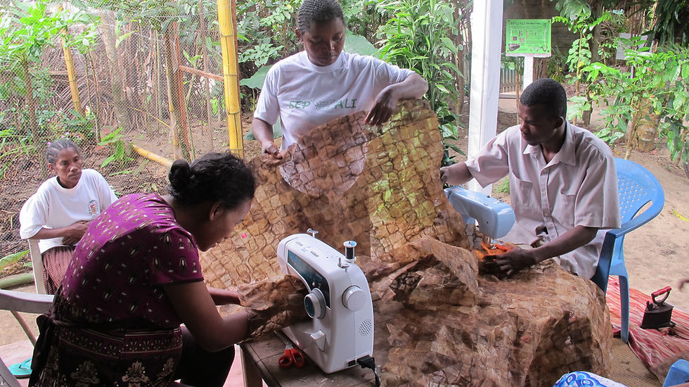 Lalaina Raharindimby trains local artisans to sew endemic silk cocoons from Ceranchia apollina in 2012 (Photo: Mamy Ratsimbazafy/SEPALI)