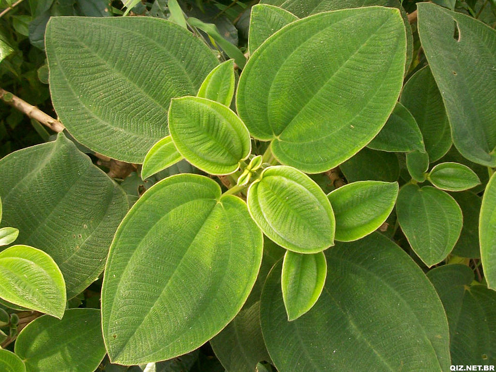 SP_SPaulo_PJaragua_Folhas.jpg