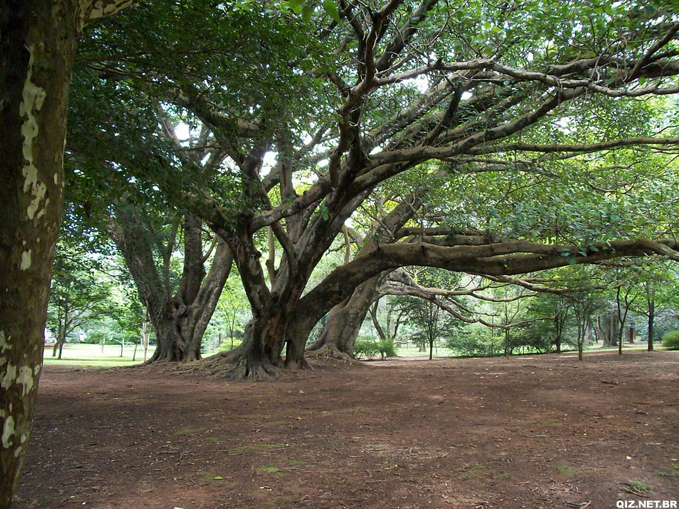 SP_SPaulo_PqIbirapuera_AsTresIrmãs.jpg