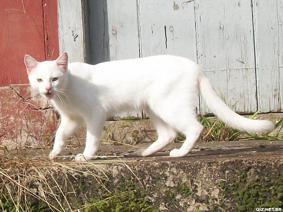 Gato Branco