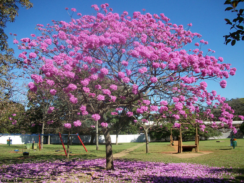 Ipê-Roxo