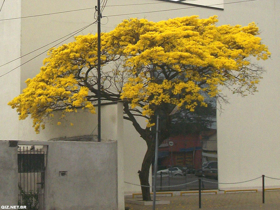 SP_SPaulo_Socorro_IpeAmarelo.jpg