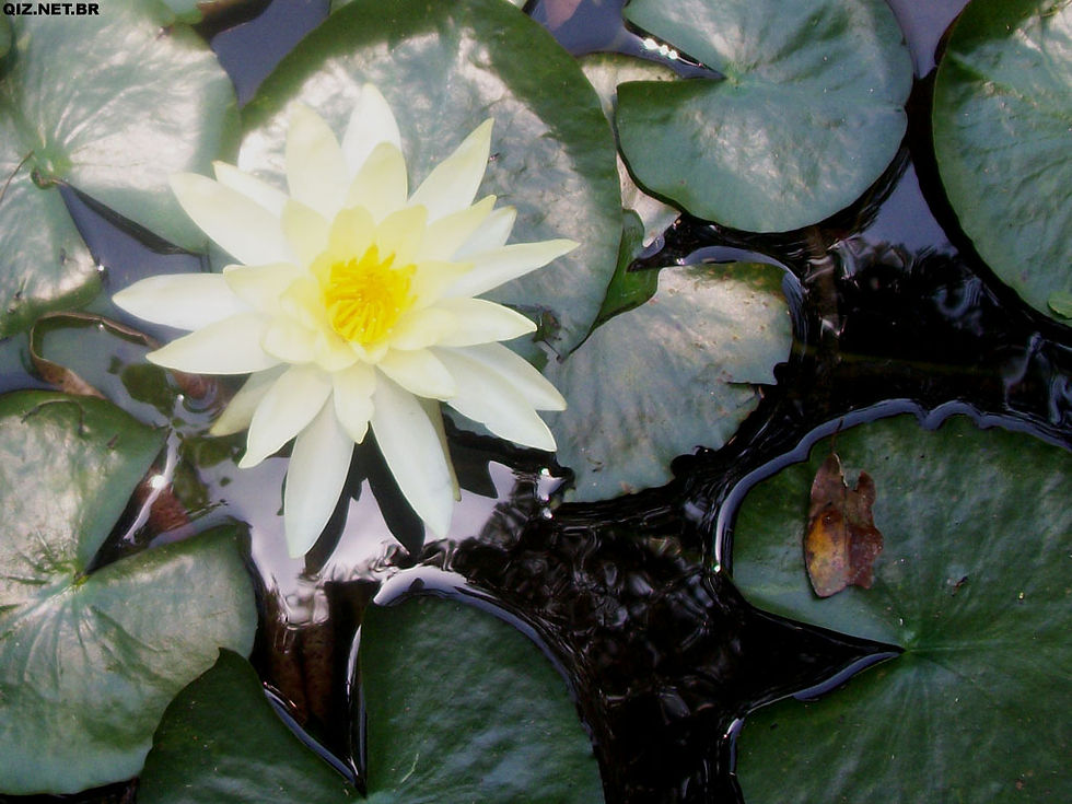 SP_SPaulo_JBotanico_Nifeia_1.jpg