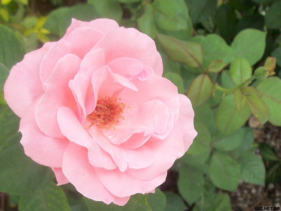 SP_SPaulo_VMadalena_Rosa_2.jpg
